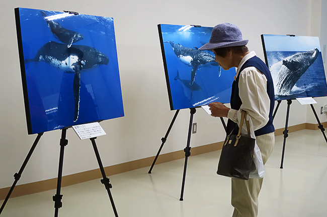 woman contemplating humpback whales woman contemplating humpback whales