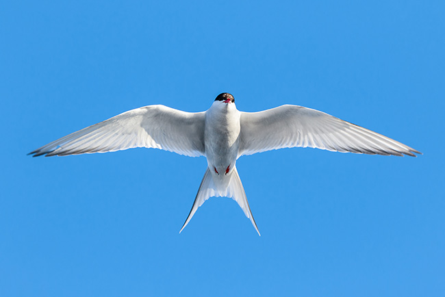 Arctic tern, Sterna paradisaea, Svalbard Arctic tern, Sterna paradisaea, Svalbard