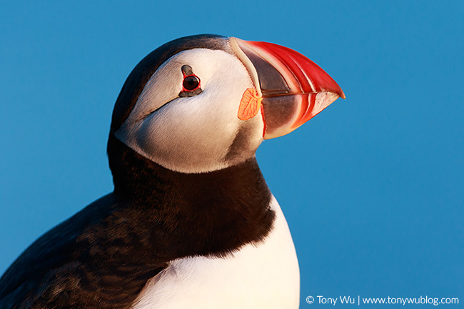 atlantic puffin face (Fratercula arctica)