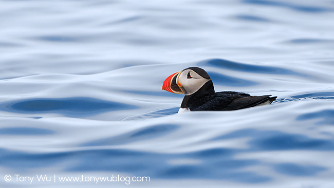 Puffin, Fratercula arctica, Svalbard