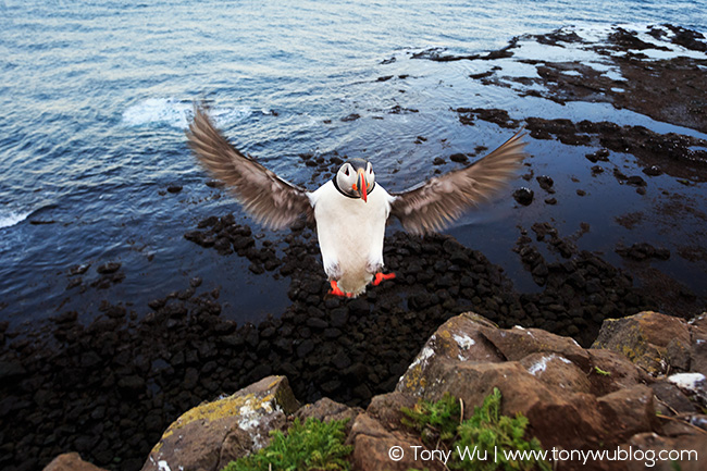 Atlantic puffin in flight, Iceland