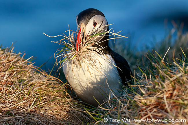 atlantic puffin nest building (Fratercula arctica)