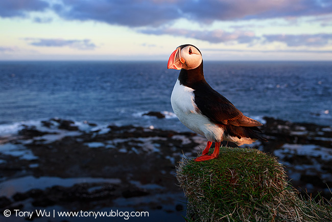 Puffin in early morning, Iceland