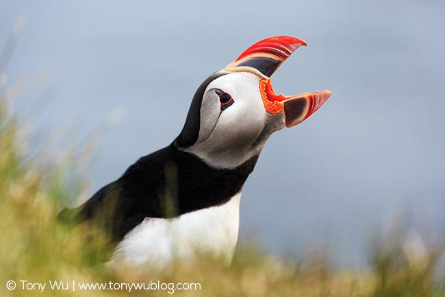 Atlantic puffin mouth open, Iceland