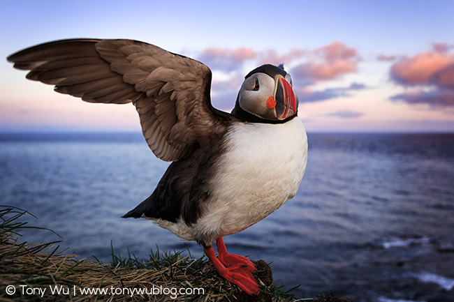 Atlantic puffin at sunrise, Iceland