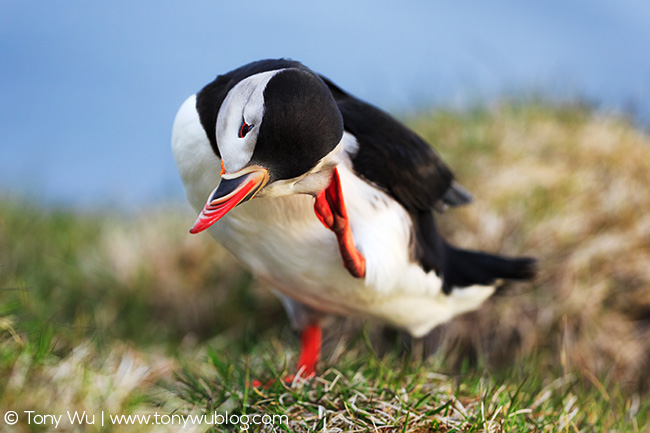 Puffin scratching head, Iceland