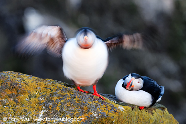 Puffin shaking off water, Iceland