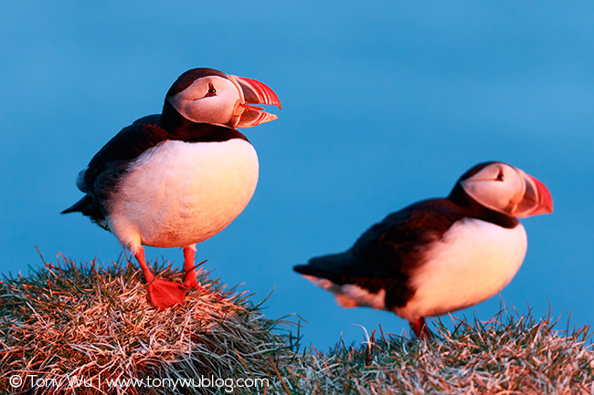 Puffins in warm sunrise light, Iceland