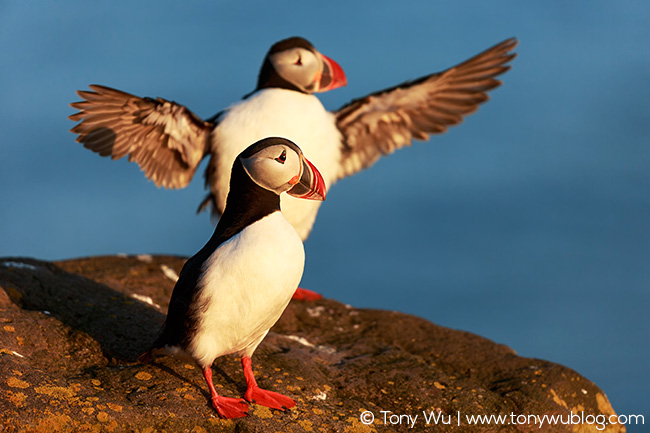 Pair of puffins, Iceland