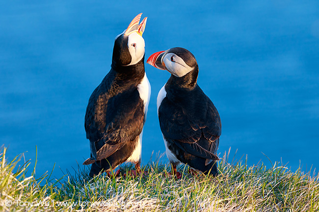 Atlantic puffins talking, Iceland