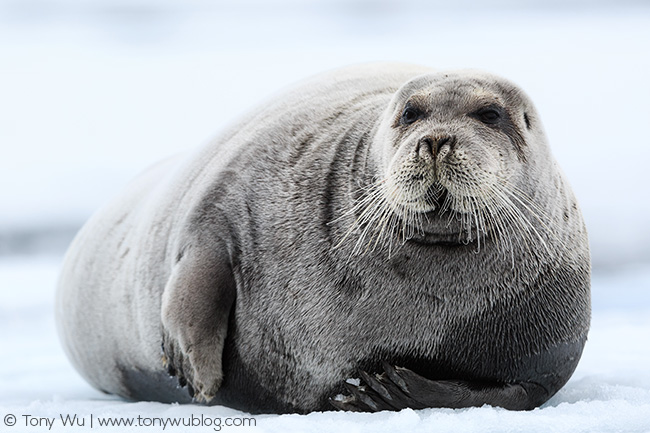 Bearded seal (Erignathus barbatus), Svalbard Bearded seal (Erignathus barbatus), Svalbard