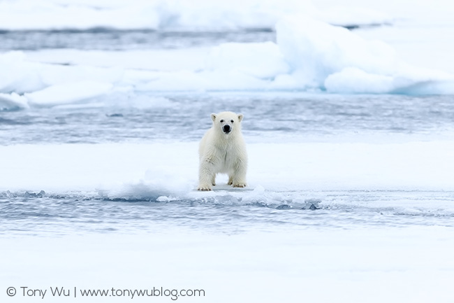 baby polar bear on ice, Svalbard baby polar bear on ice, Svalbard