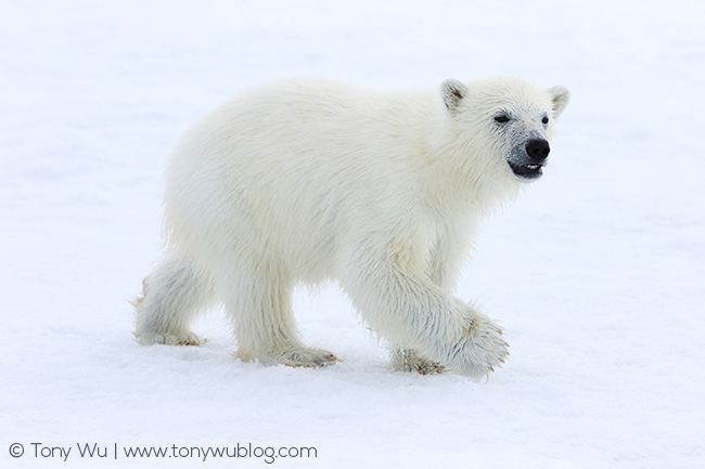 baby polar bear, Svalbard baby polar bear, Svalbard