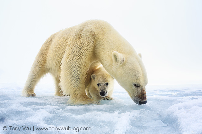 female polar bear and cub, Svalbard
