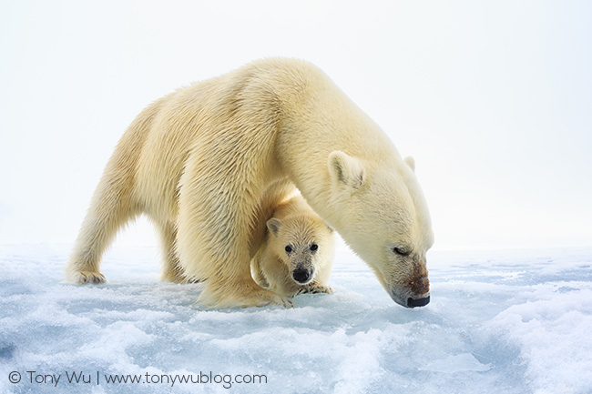 female polar bear and cub, Svalbard female polar bear and cub, Svalbard