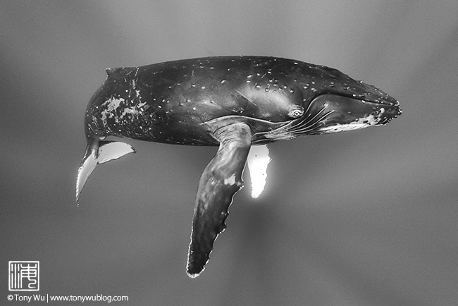 humpback whale in tonga