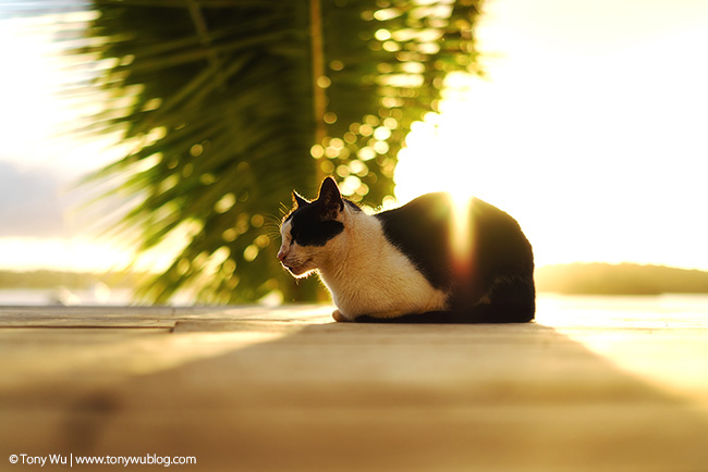 brian the cat at reef resort vava'u