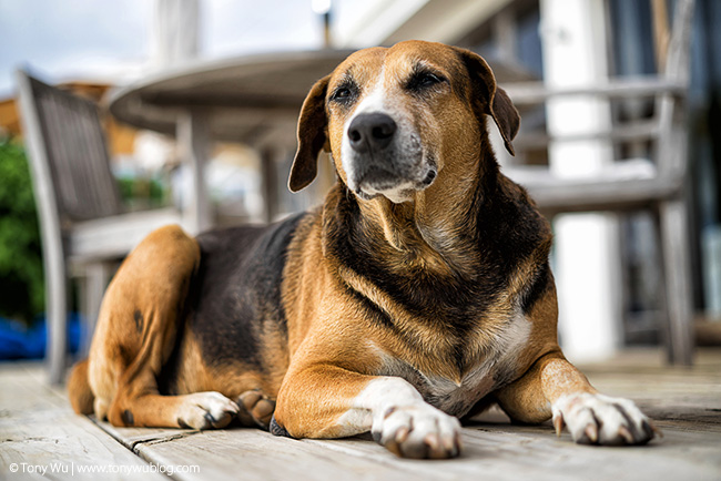 dog at reef resort vava'u