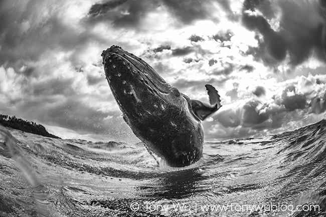 humpback whale calf breaching