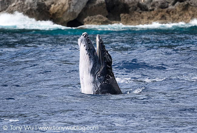 humpback whale calf mouth open