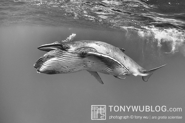 humpback whale calf mouth open