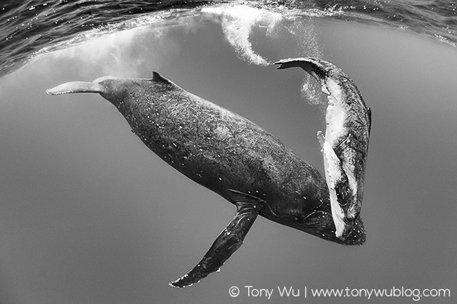 humpback whale female and calf