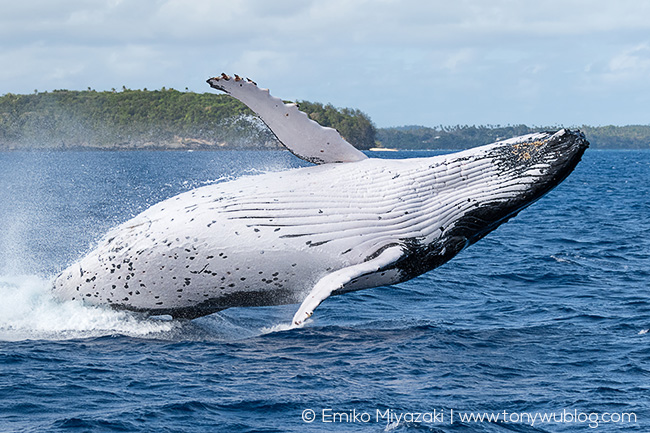 humpback whale breaching