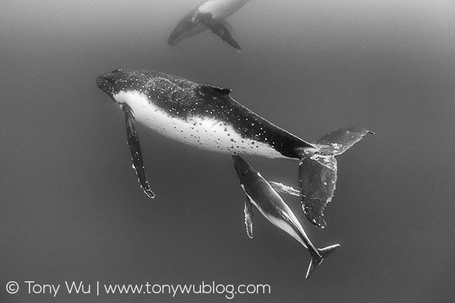 humpback whale calf nursing