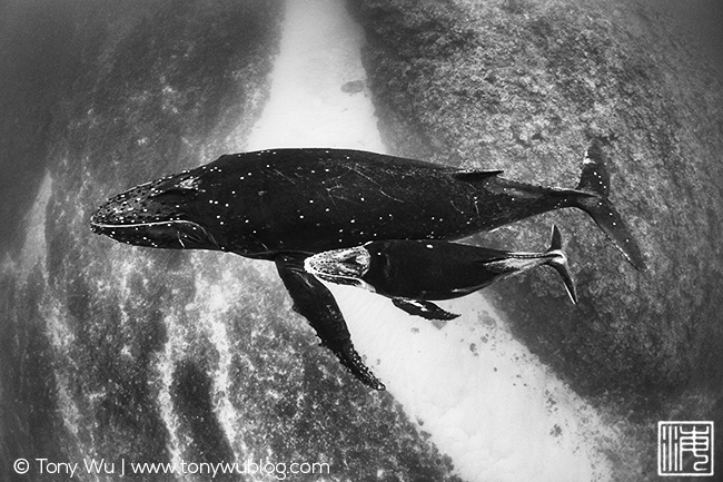 humpback whale female and calf