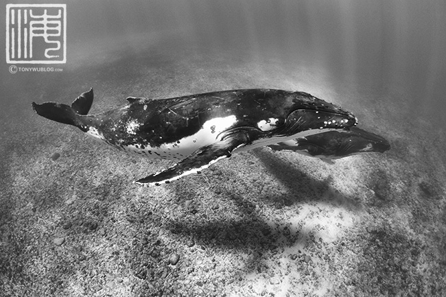 humpback whales pair of adult males