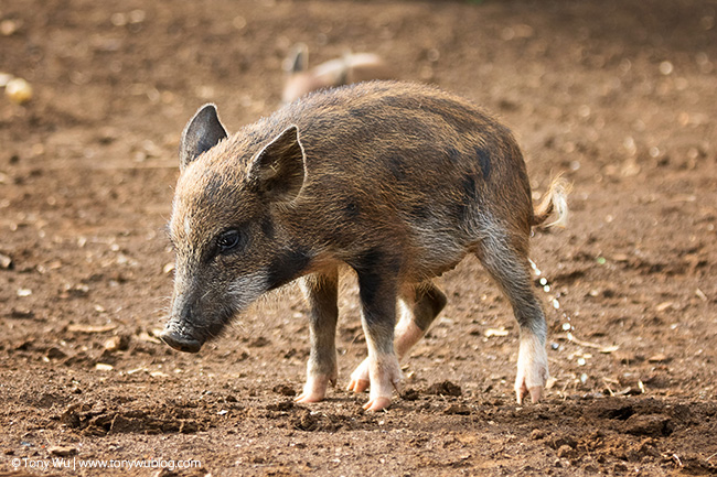 piglet kapa island, tonga