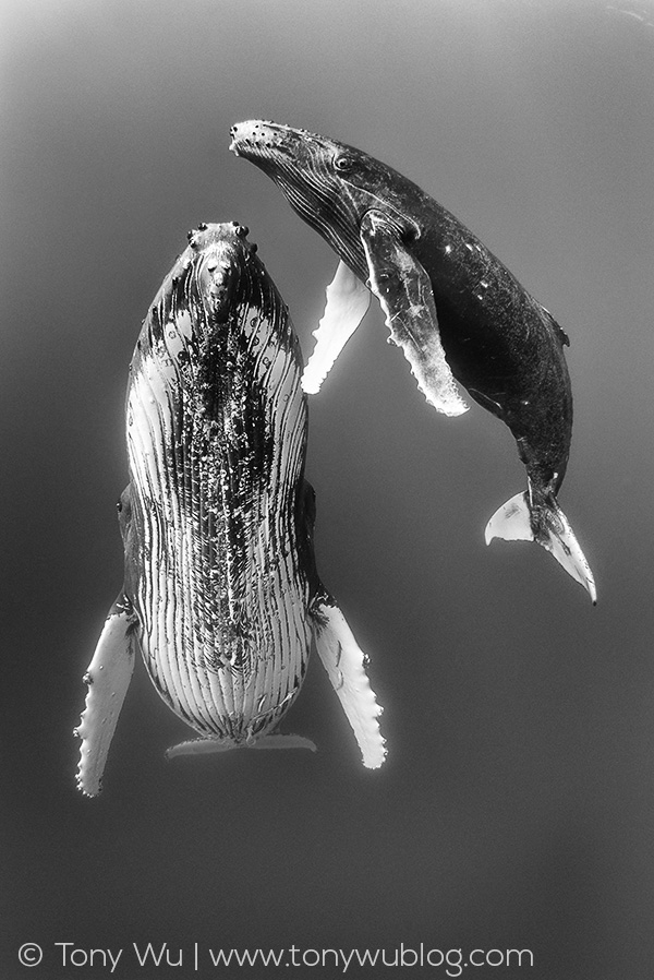 humpback whale female and calf