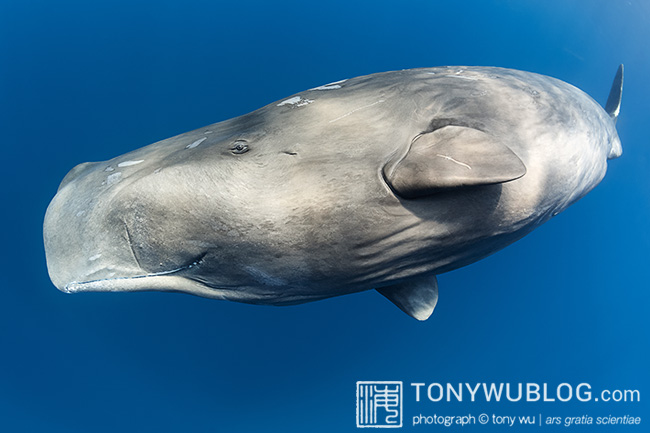 inquisitive sperm whale