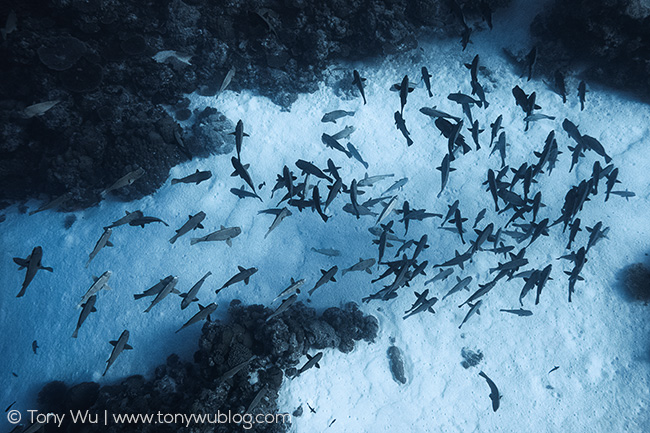 bolbometopon muricatum spawning aggregation