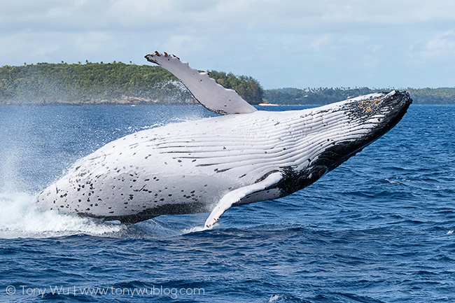 humpback whale breaching