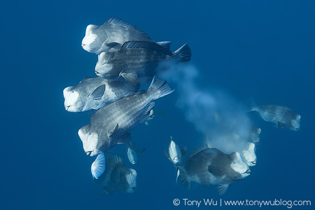 bolbometopon muricatum spawning aggregation