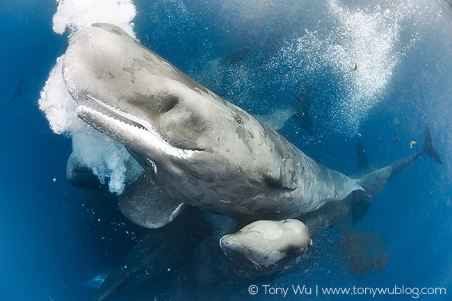 sperm whales socializing