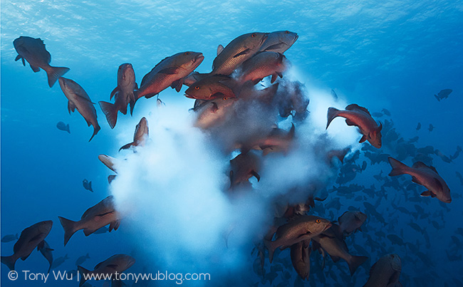 lutjanus bohar spawning aggregation