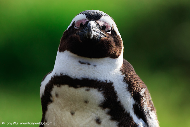 sleepy African penguin