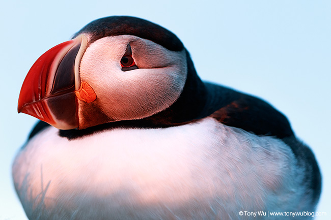 puffin in iceland