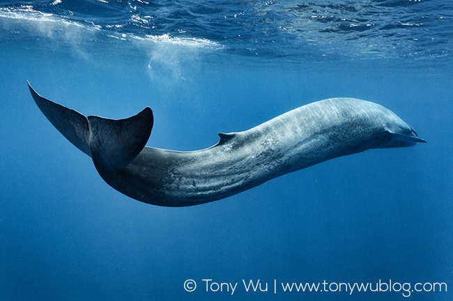 blue whale swimming, S-curve