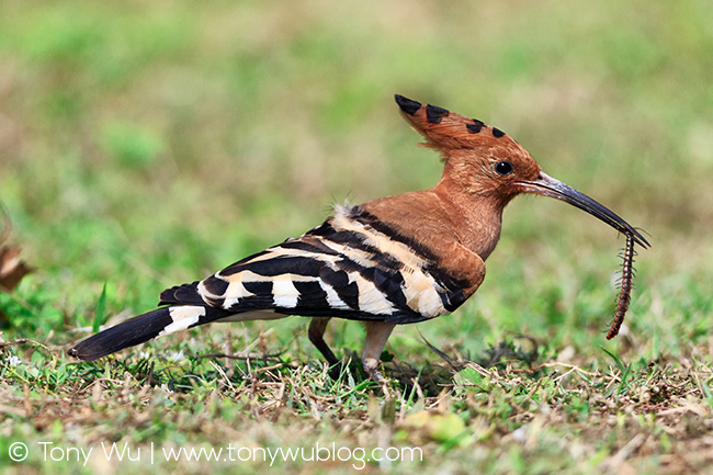 hoopoe bird eating centipede