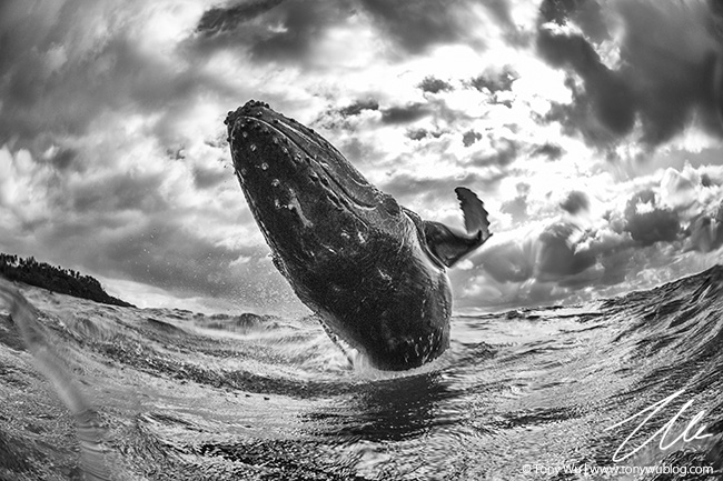 humpback whale calf breaching