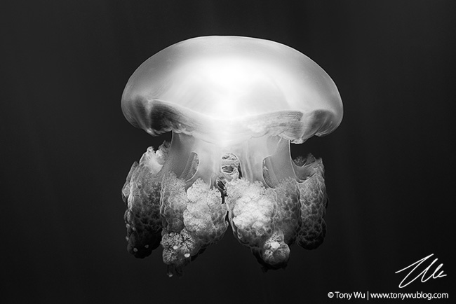 jellyfish lake jellyfish lake