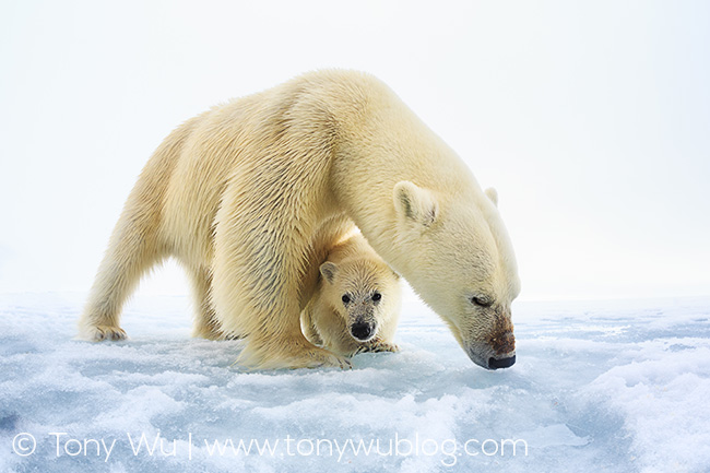 polar bear female and cub