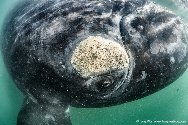 southern right whale