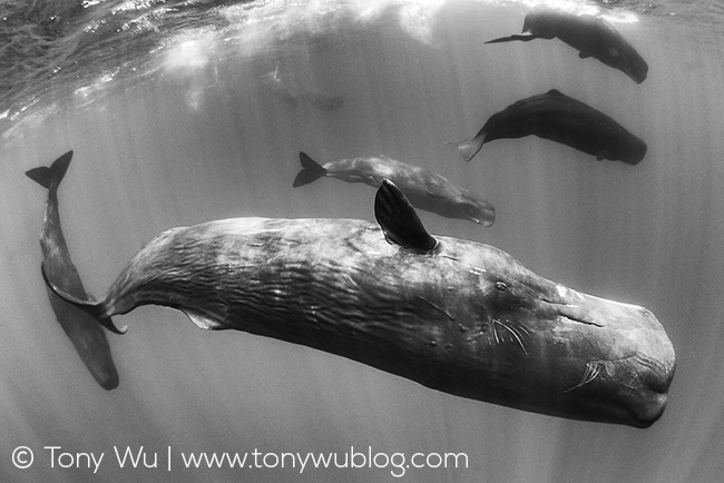 sperm whale courtship