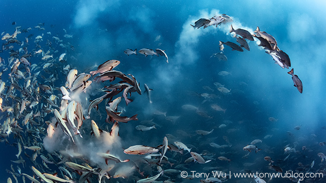 Lutjanus bohar spawning aggregation Palau