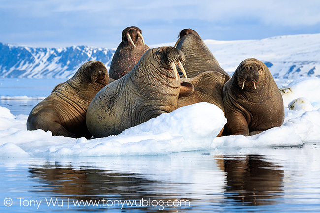 walruses on ice