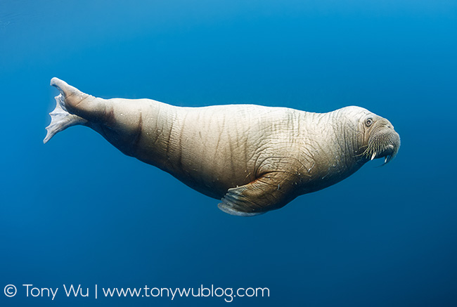 young walrus underwater